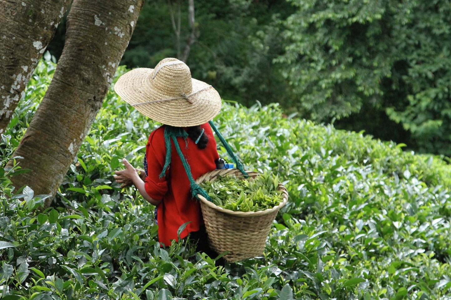 Lakyrsiew Black Tea - Summer Clonal Tips